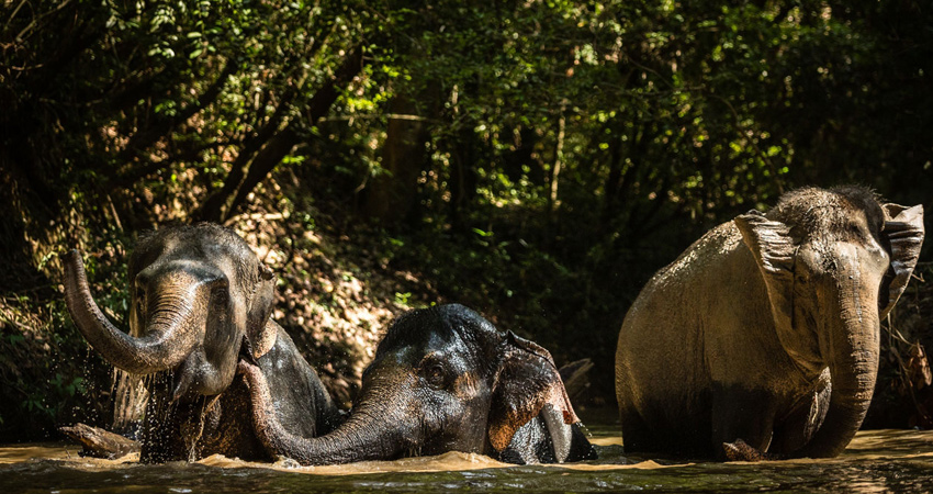 The Kulen Elephant Forest | Green Era Travel