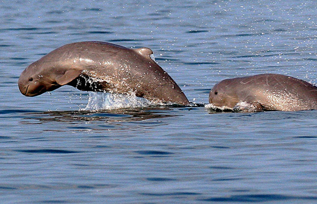 Fresh Water Dolphin - Stung Treng