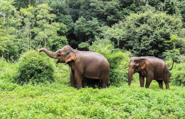 Lumphat Wildlife Sanctuary Ratanakiri