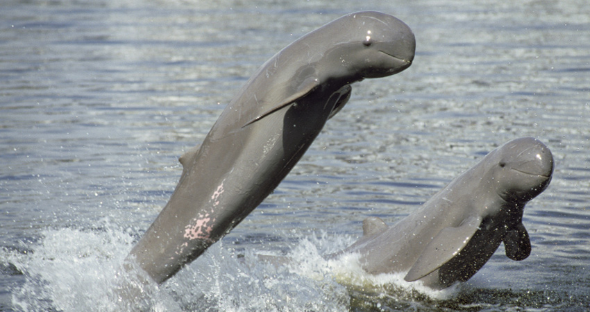 Dolphin Habitat Site Kratie