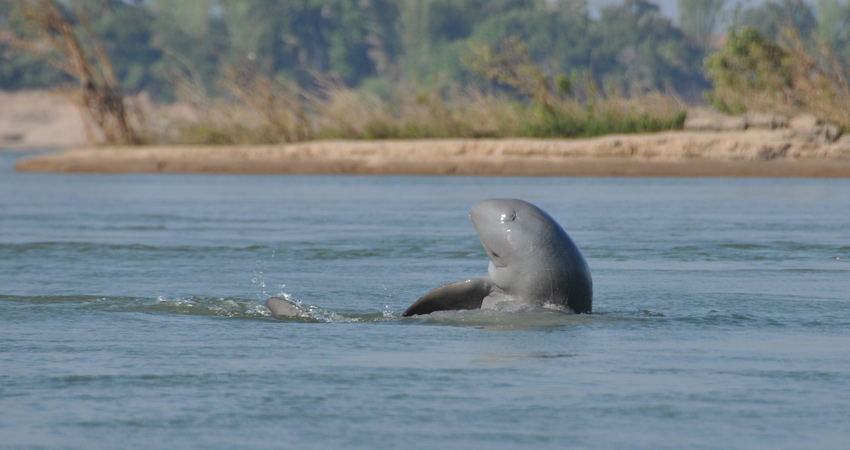 Fresh Water Dolphin - Stung Treng