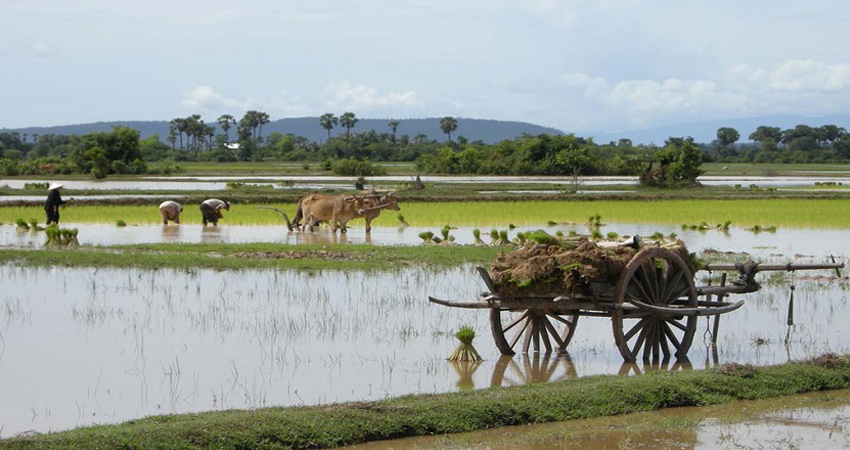 Luaing Trach - Pursat