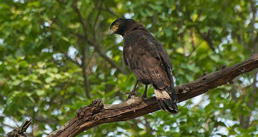 Prey Ba Sak - Svay Rieng