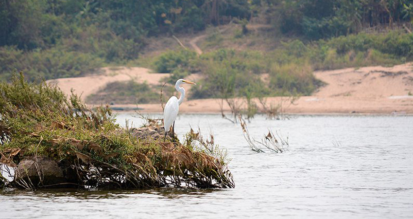 Wildlife - Stung Treng