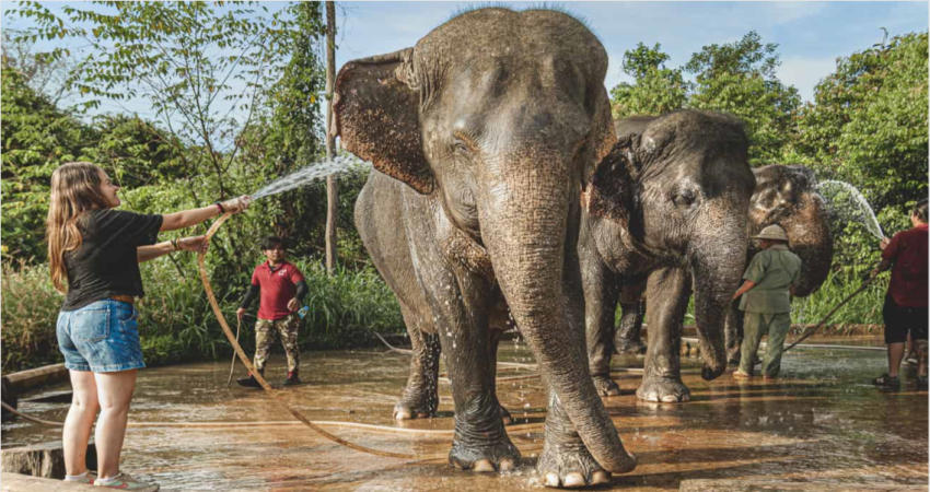 Angkor Wat Temples & Kulen Elephant Forest Day Tour