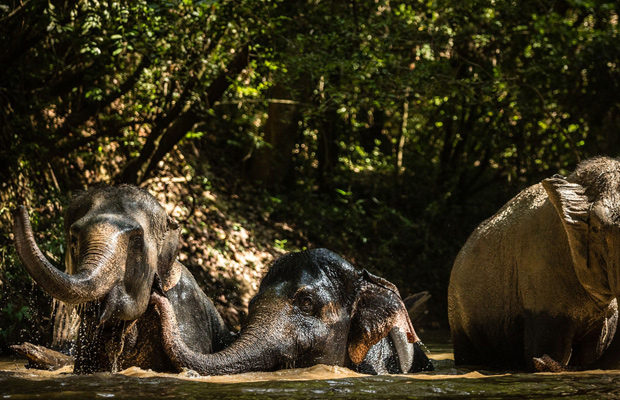 The Kulen Elephant Forest