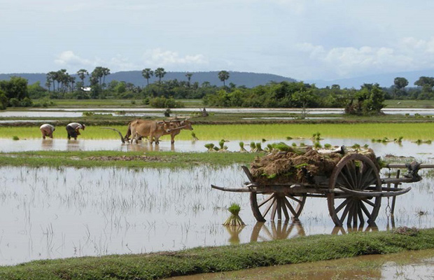 Luaing Trach - Pursat