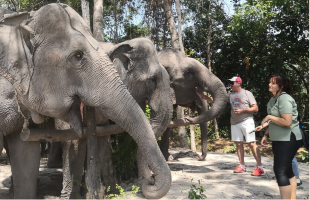 Angkor Wat Temples & Kulen Elephant Forest Day Tour